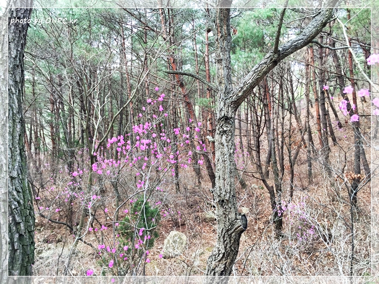 봄나들이 편백산림욕장