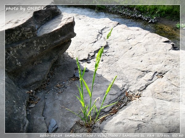 울산12경 반구대암각화 - 울산 12경으로 국보 285호인 반구대암각화. 울산12경 반구대암각화