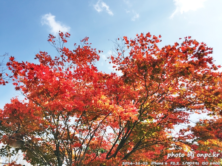 경주나들이 보문호 산책길 가을단풍