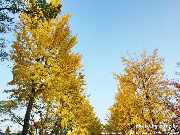 경주나들이 보문호 산책길 가을단풍