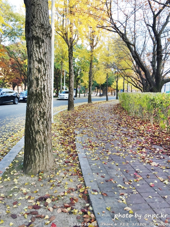 경주나들이 보문호 산책길 가을단풍