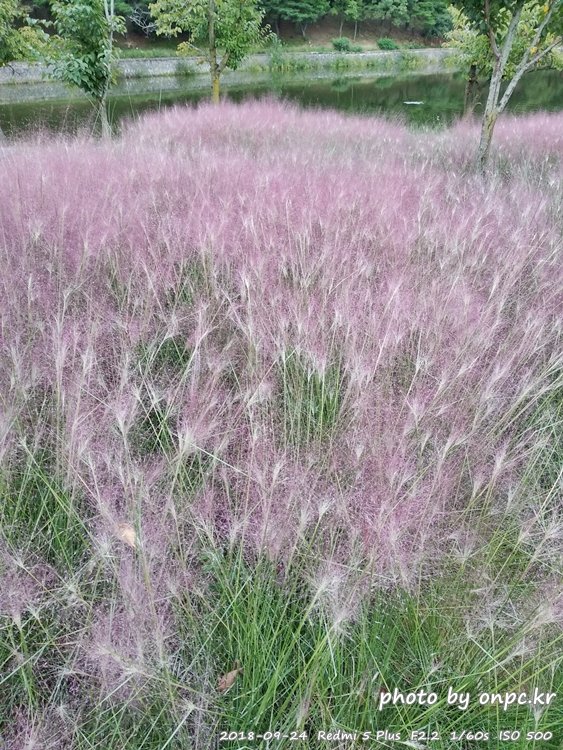 핑크 뮬리를 찾아서 - 장소: 울산대공원 동문 옥외공연장 상단 / 일시 : 2018. 10. 02(화) ~10. 28(일)까지. 보문호 핑크뮬리