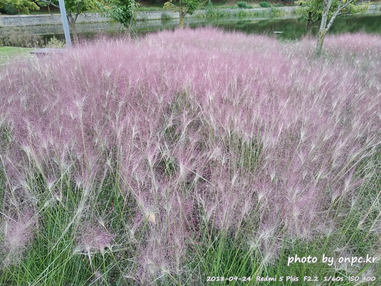 핑크 뮬리를 찾아서 - 장소: 울산대공원 동문 옥외공연장 상단 / 일시 : 2018. 10. 02(화) ~10. 28(일)까지. 보문호 핑크뮬리