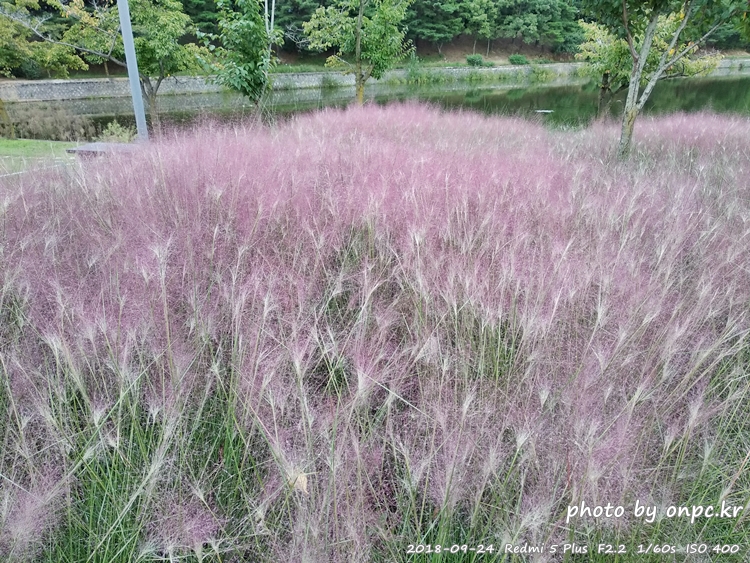 핑크 뮬리를 찾아서 - 장소: 울산대공원 동문 옥외공연장 상단 / 일시 : 2018. 10. 02(화) ~10. 28(일)까지. 보문호 핑크뮬리