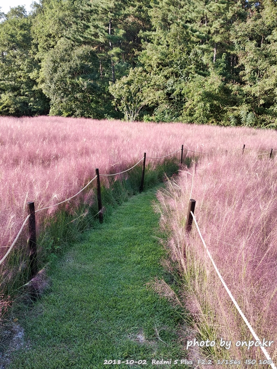 핑크 뮬리를 찾아서 - 장소: 울산대공원 동문 옥외공연장 상단 / 일시 : 2018. 10. 02(화) ~10. 28(일)까지. 핑크 뮬리를 찾아서