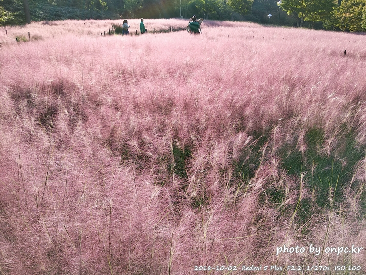 핑크 뮬리를 찾아서 - 장소: 울산대공원 동문 옥외공연장 상단 / 일시 : 2018. 10. 02(화) ~10. 28(일)까지. 핑크 뮬리를 찾아서