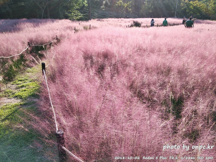 핑크 뮬리를 찾아서 - 장소: 울산대공원 동문 옥외공연장 상단 / 일시 : 2018. 10. 02(화) ~10. 28(일)까지. 핑크 뮬리를 찾아서