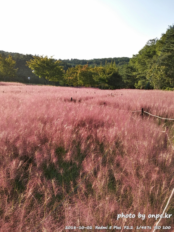 핑크 뮬리를 찾아서 - 장소: 울산대공원 동문 옥외공연장 상단 / 일시 : 2018. 10. 02(화) ~10. 28(일)까지. 핑크 뮬리를 찾아서