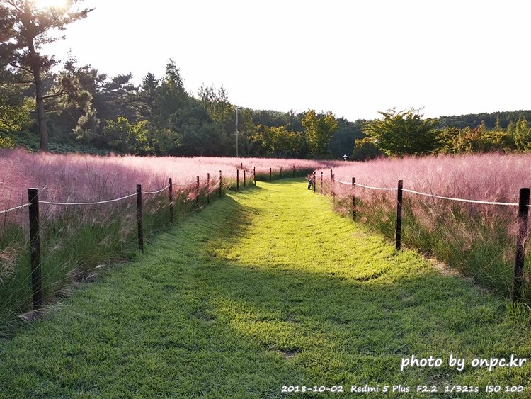 핑크 뮬리를 찾아서 - 장소: 울산대공원 동문 옥외공연장 상단 / 일시 : 2018. 10. 02(화) ~10. 28(일)까지. 핑크 뮬리를 찾아서