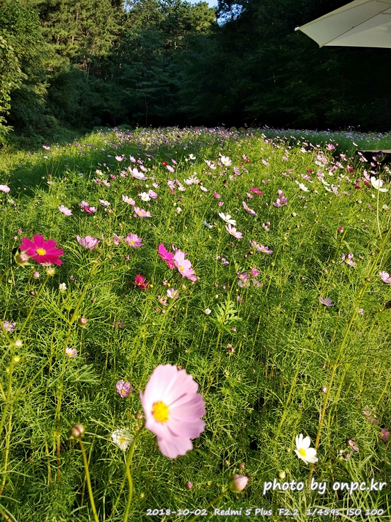 핑크 뮬리를 찾아서