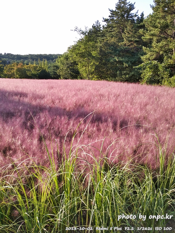 핑크 뮬리를 찾아서 - 장소: 울산대공원 동문 옥외공연장 상단 / 일시 : 2018. 10. 02(화) ~10. 28(일)까지. 핑크 뮬리를 찾아서