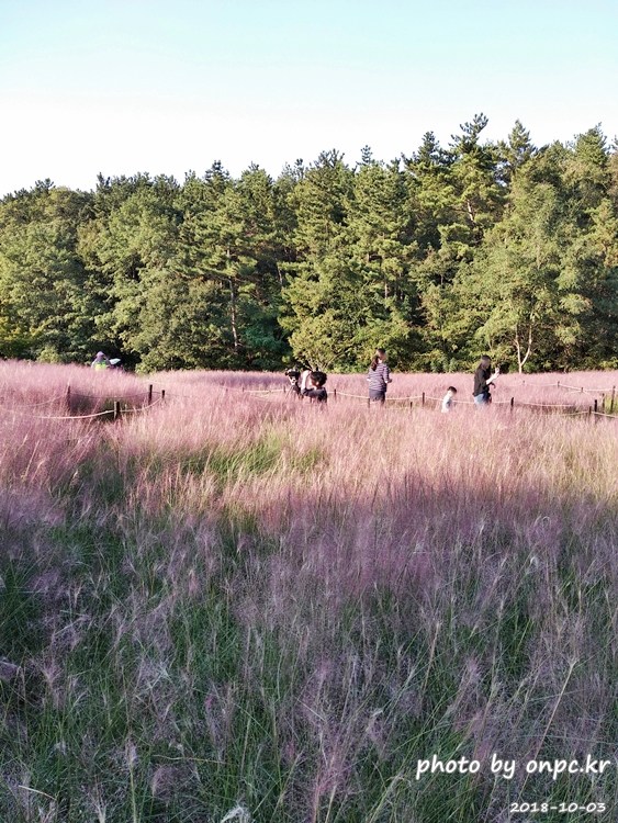 핑크 뮬리를 찾아서 - 장소: 울산대공원 동문 옥외공연장 상단 / 일시 : 2018. 10. 02(화) ~10. 28(일)까지. 핑크 뮬리를 찾아서
