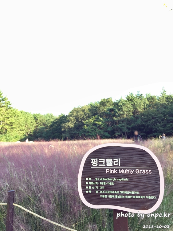 핑크 뮬리를 찾아서 - 장소: 울산대공원 동문 옥외공연장 상단 / 일시 : 2018. 10. 02(화) ~10. 28(일)까지. 핑크 뮬리를 찾아서