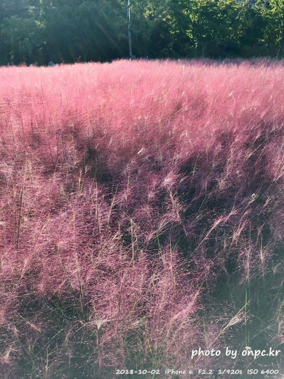 핑크 뮬리를 찾아서 - 장소: 울산대공원 동문 옥외공연장 상단 / 일시 : 2018. 10. 02(화) ~10. 28(일)까지. 핑크 뮬리를 찾아서