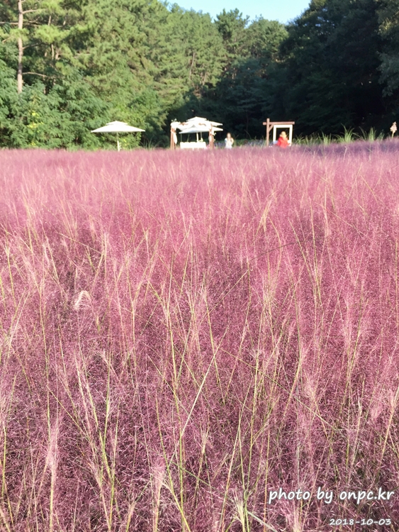 핑크 뮬리를 찾아서 - 장소: 울산대공원 동문 옥외공연장 상단 / 일시 : 2018. 10. 02(화) ~10. 28(일)까지. 핑크 뮬리를 찾아서