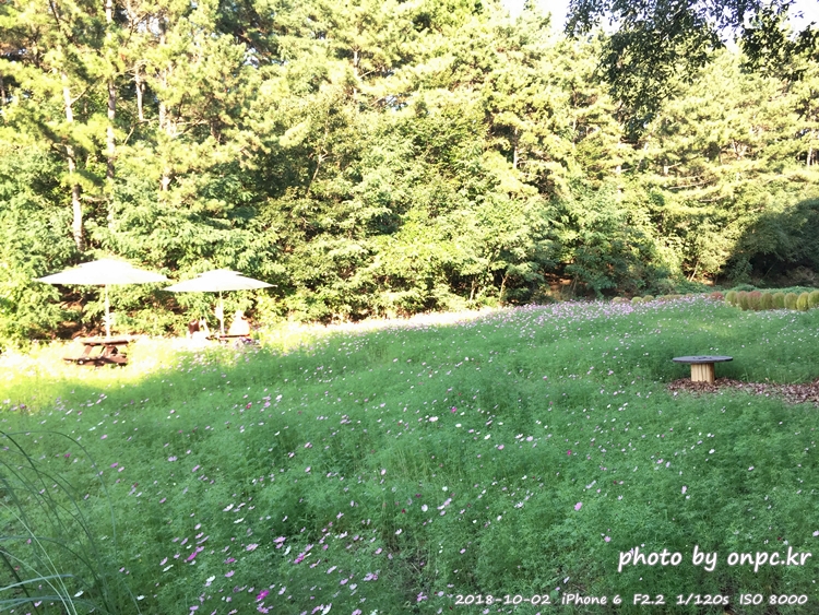 핑크 뮬리를 찾아서 - 장소: 울산대공원 동문 옥외공연장 상단 / 일시 : 2018. 10. 02(화) ~10. 28(일)까지. 핑크 뮬리를 찾아서