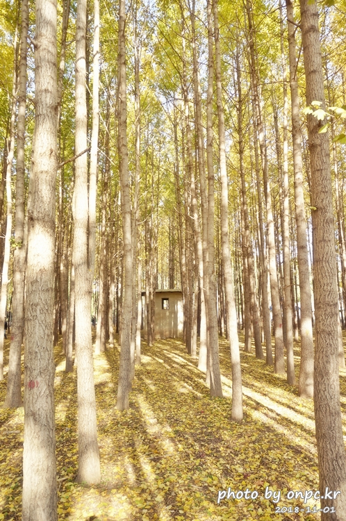 단풍명소 경주 도리마을 은행나무숲