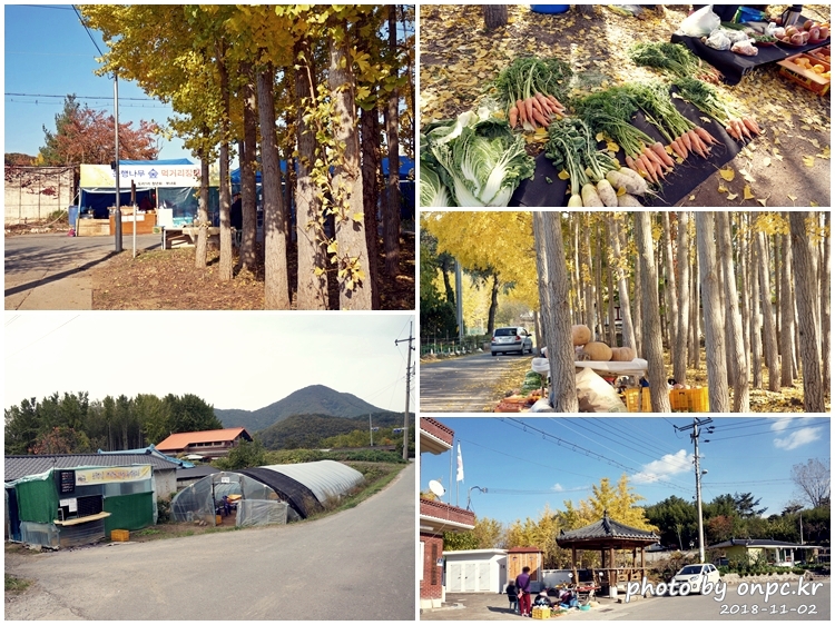 단풍명소 경주 도리마을 은행나무숲
