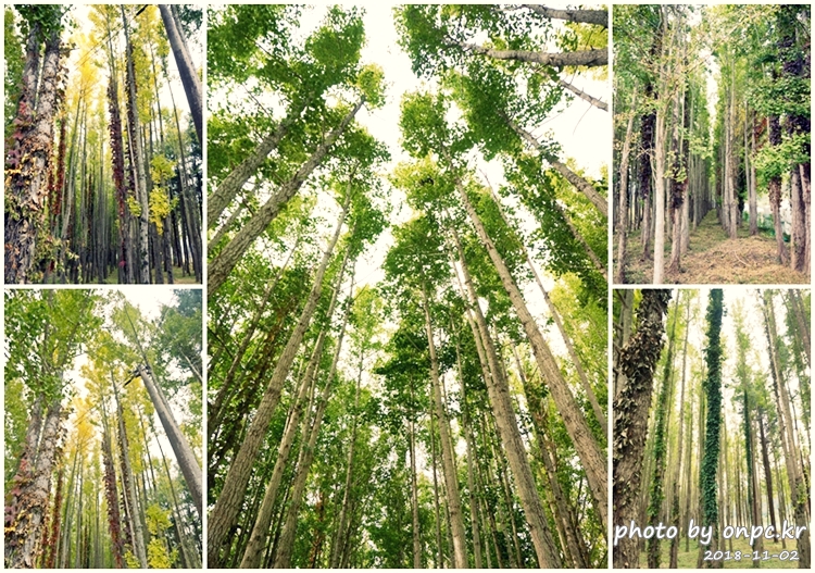 단풍명소 경주 도리마을 은행나무숲