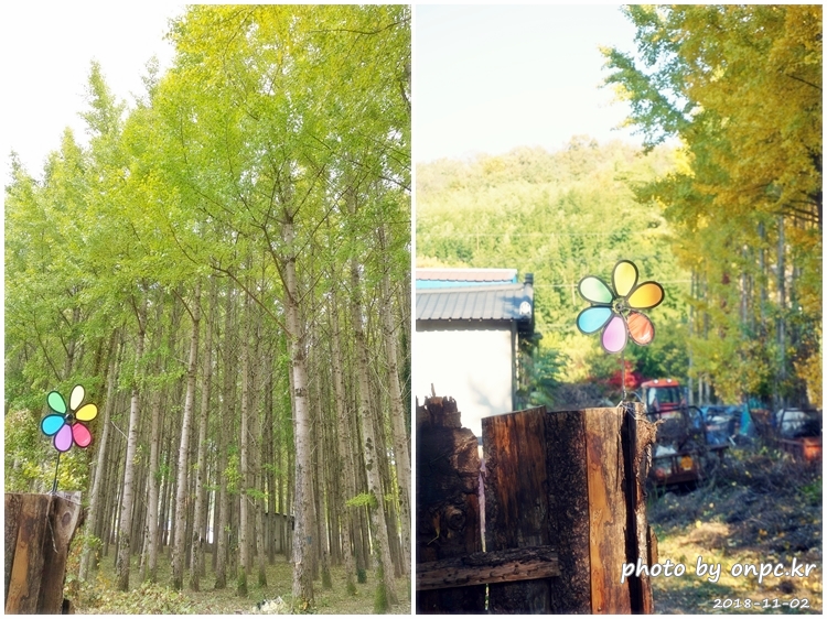 단풍명소 경주 도리마을 은행나무숲