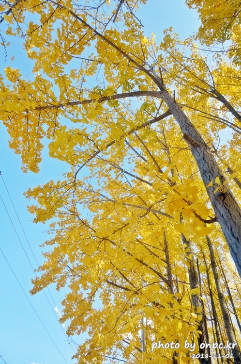 단풍명소 경주 도리마을 은행나무숲