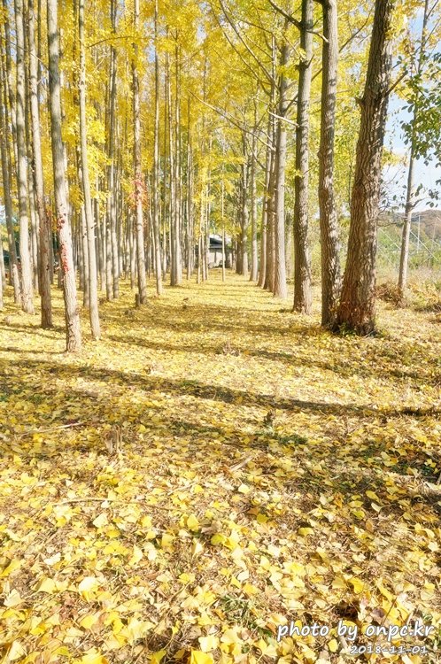 단풍명소 경주 도리마을 은행나무숲