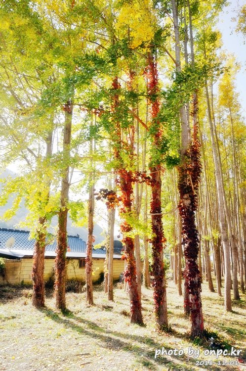 단풍명소 경주 도리마을 은행나무숲