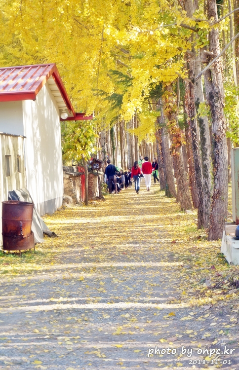 단풍명소 경주 도리마을 은행나무숲