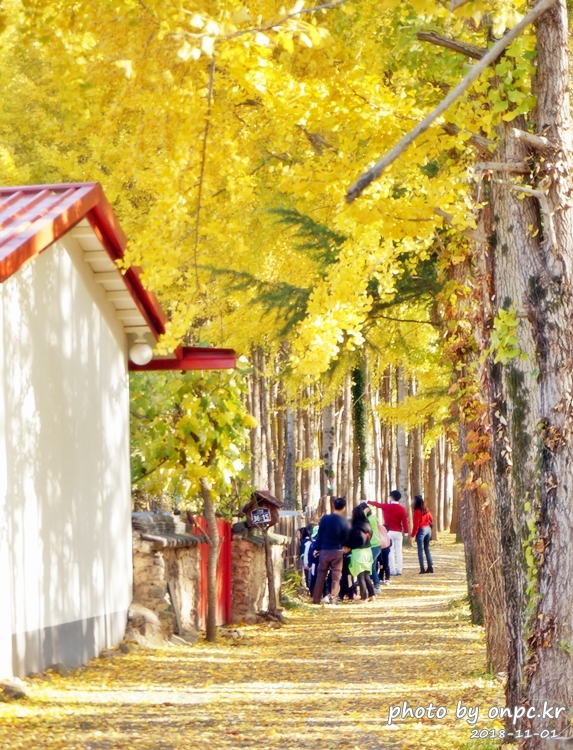 단풍명소 경주 도리마을 은행나무숲