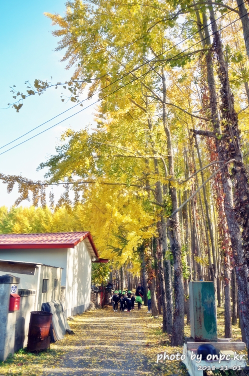 단풍명소 경주 도리마을 은행나무숲