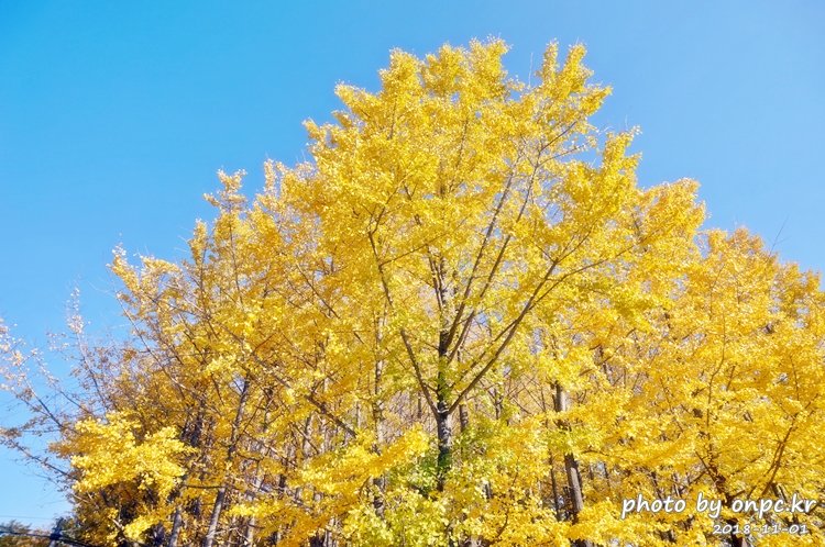 단풍명소 경주 도리마을 은행나무숲