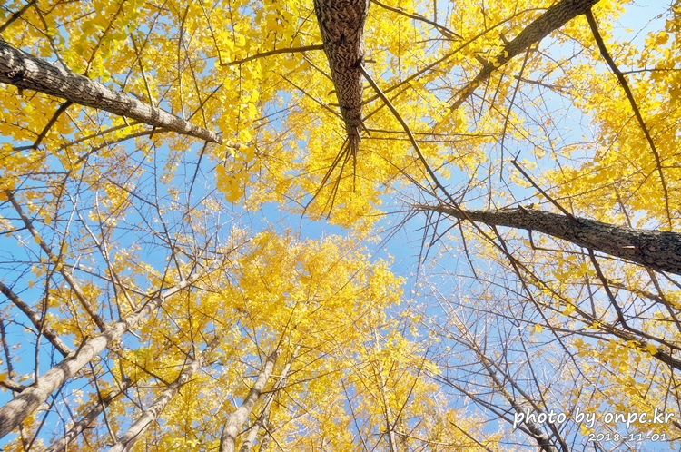 단풍명소 경주 도리마을 은행나무숲