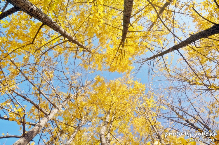 단풍명소 경주 도리마을 은행나무숲