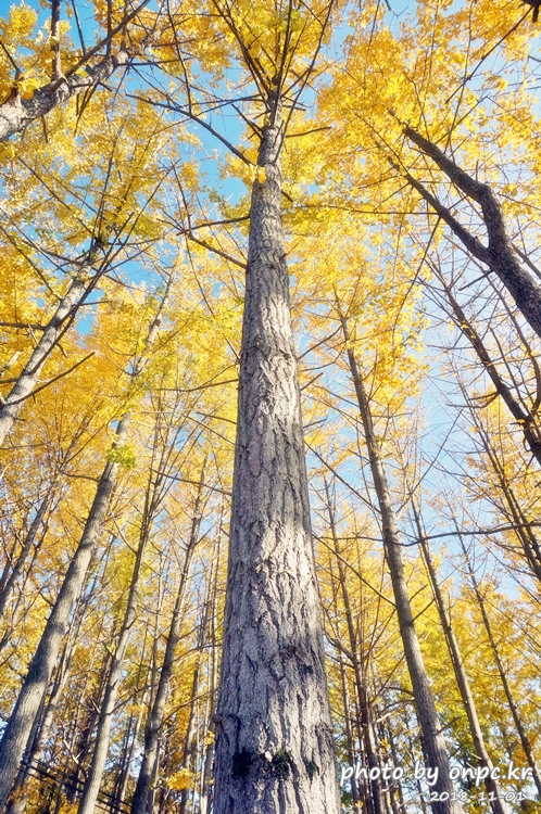 단풍명소 경주 도리마을 은행나무숲