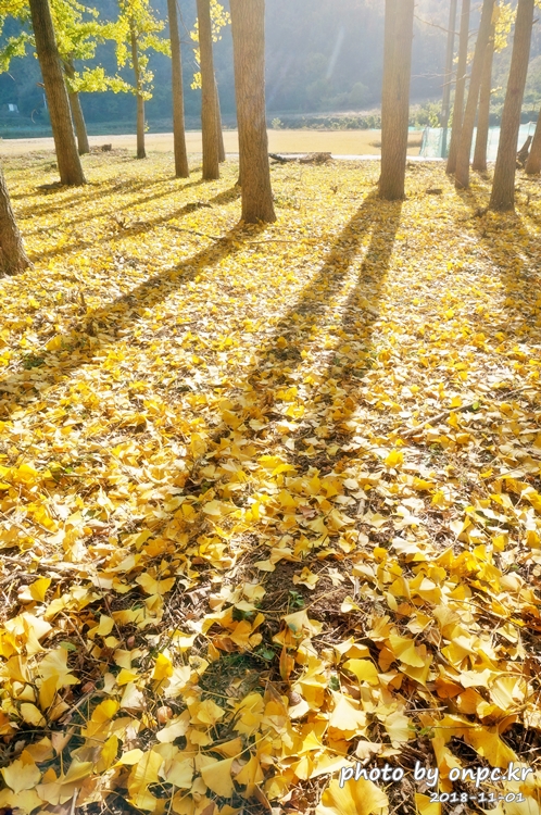 단풍명소 경주 도리마을 은행나무숲