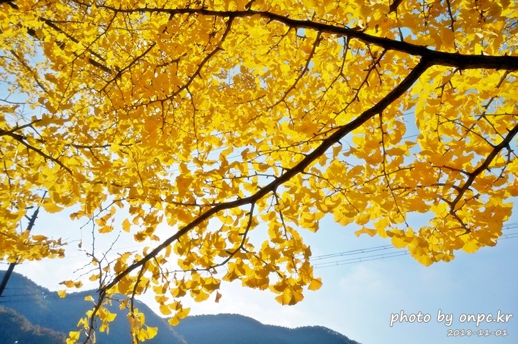 단풍명소 경주 도리마을 은행나무숲