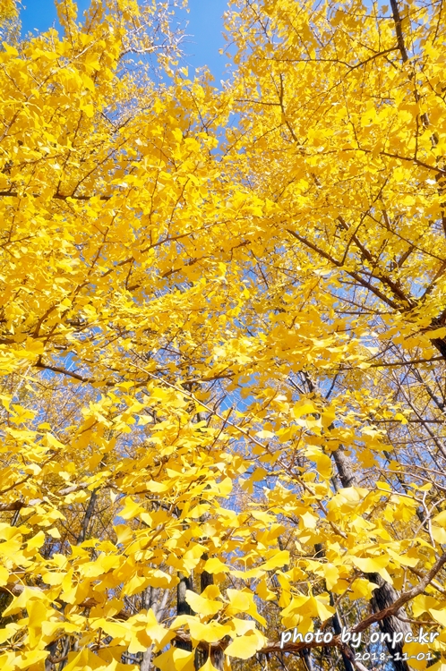 단풍명소 경주 도리마을 은행나무숲