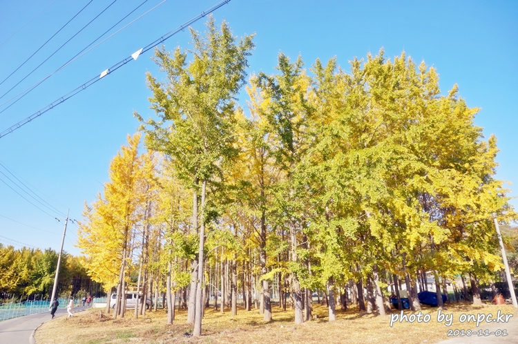 단풍명소 경주 도리마을 은행나무숲