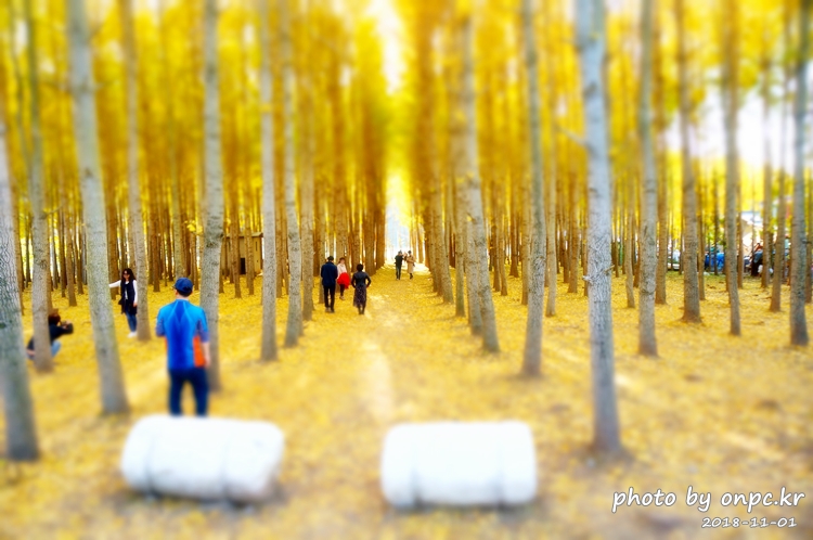 단풍명소 경주 도리마을 은행나무숲