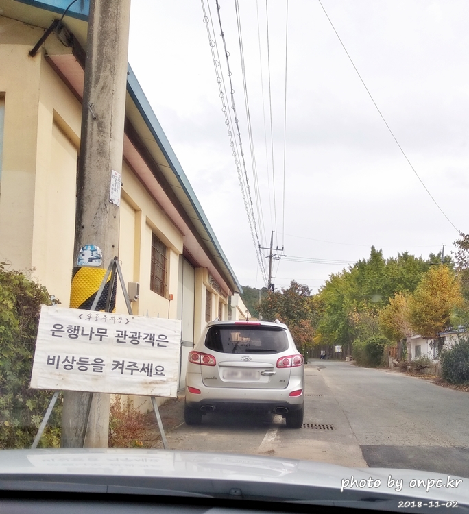 단풍명소 경주 도리마을 은행나무숲