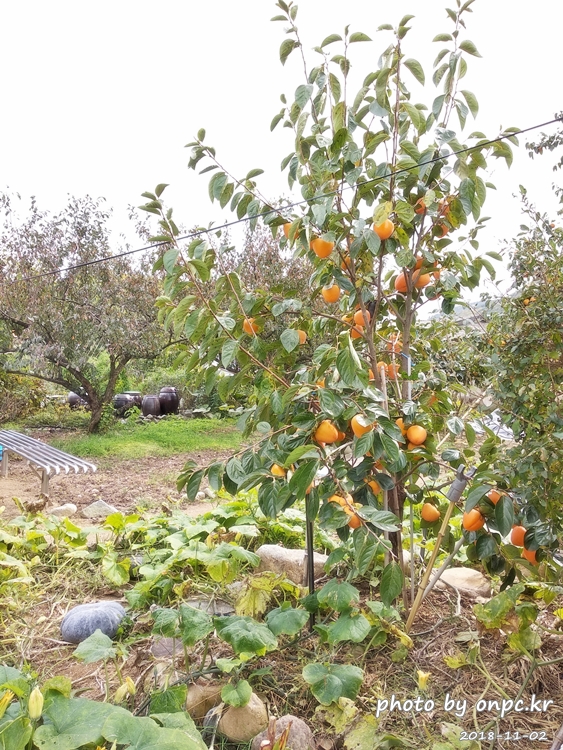 단풍명소 경주 도리마을 은행나무숲