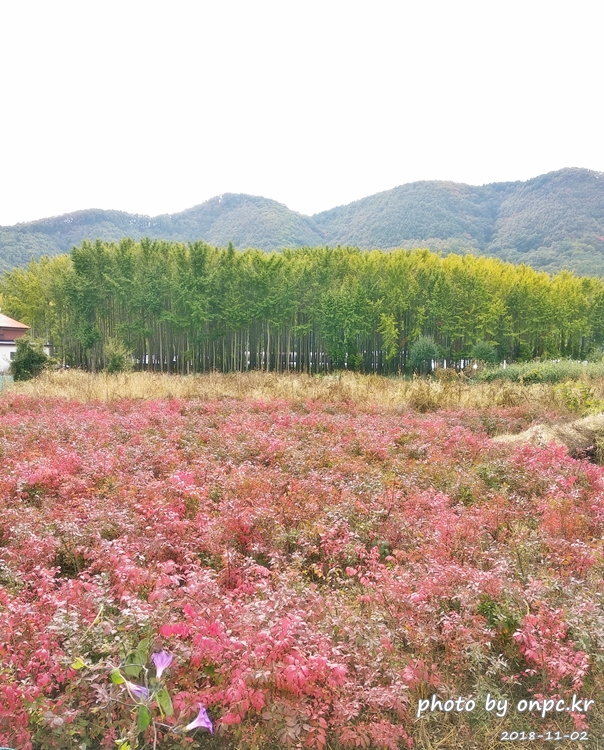 단풍명소 경주 도리마을 은행나무숲