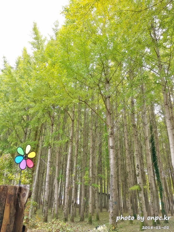 단풍명소 경주 도리마을 은행나무숲