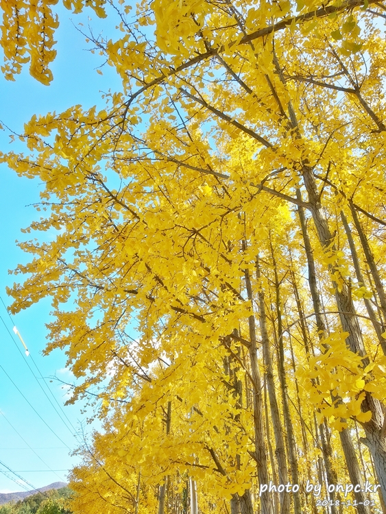 단풍명소 경주 도리마을 은행나무숲