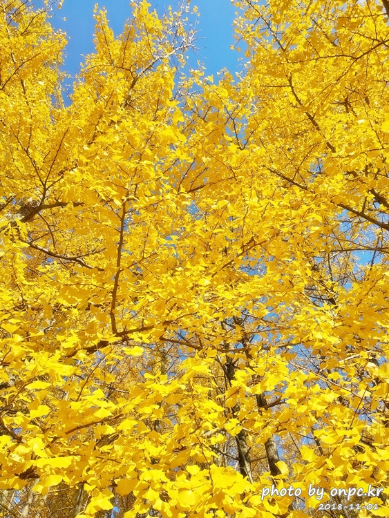 단풍명소 경주 도리마을 은행나무숲