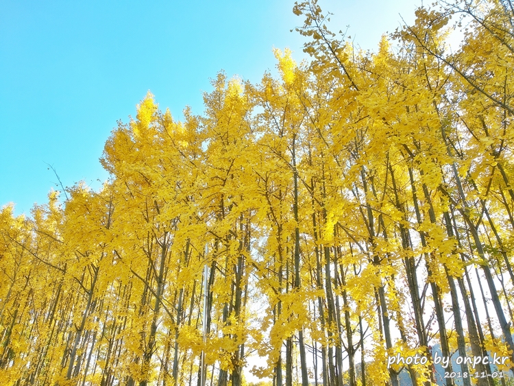 단풍명소 경주 도리마을 은행나무숲