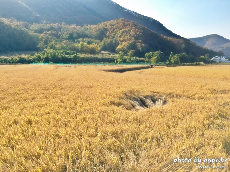 단풍명소 경주 도리마을 은행나무숲