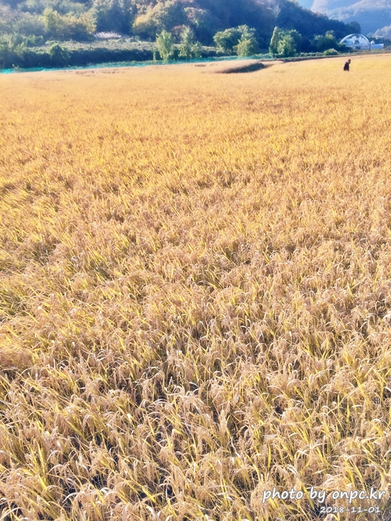 단풍명소 경주 도리마을 은행나무숲