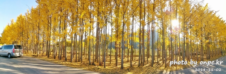 단풍명소 경주 도리마을 은행나무숲