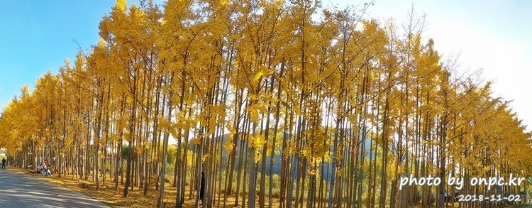 단풍명소 경주 도리마을 은행나무숲